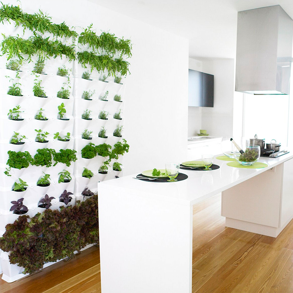 Как выращивать зелень в домашних условиях. Огородная зелень на стене. Зелень на кухне. Фитостена на кухне. Полки для зелени на кухне.