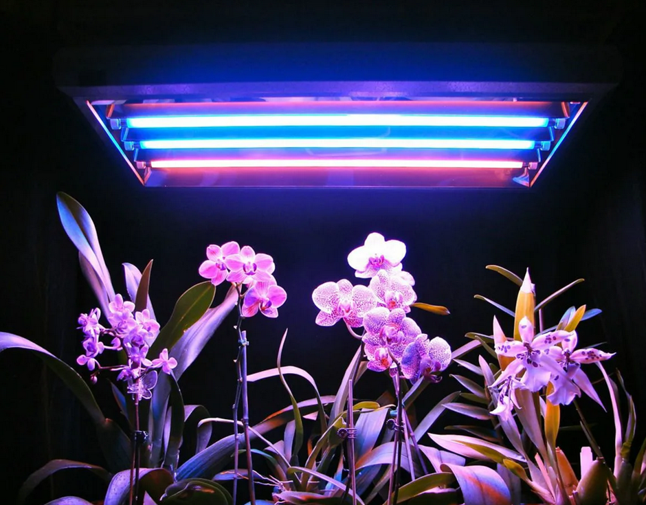 Фитолампа светодиодная General 14w. Фитолампа led grow Light. Фитолампа для растений СМАРТБАЙ. Фитолампа для орхидеи фаленопсис.